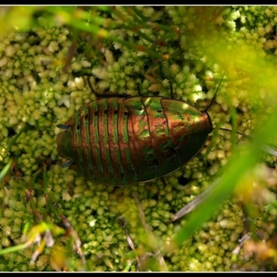 Polyzosteria viridissima (Alpine Metallic Cockroach) at Bimberi, NSW - 27 Jan 2010 by Jek