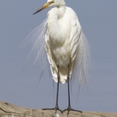 Ardea alba (Great Egret) at Jerrabomberra Wetlands - 21 Feb 2018 by jb2602