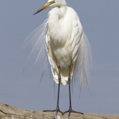 Ardea alba (Great Egret) at Jerrabomberra Wetlands - 21 Feb 2018 by jb2602