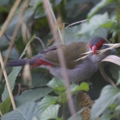 Neochmia temporalis (Red-browed Finch) at Fyshwick, ACT - 20 Feb 2018 by jbromilow50