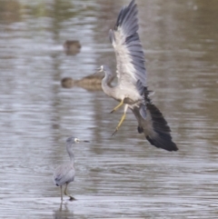 Egretta novaehollandiae (White-faced Heron) at Jerrabomberra Wetlands - 21 Feb 2018 by jb2602