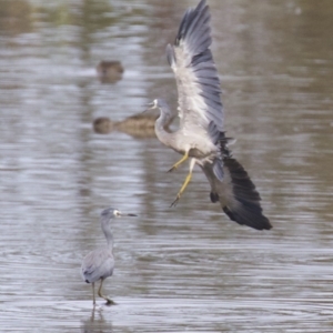 Egretta novaehollandiae at Fyshwick, ACT - 21 Feb 2018 10:21 AM