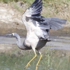 Egretta novaehollandiae at Fyshwick, ACT - 21 Feb 2018 10:21 AM