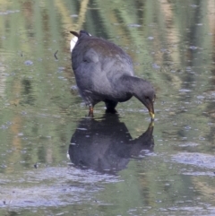 Gallinula tenebrosa (Dusky Moorhen) at Fyshwick, ACT - 21 Feb 2018 by jb2602