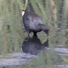 Gallinula tenebrosa (Dusky Moorhen) at Fyshwick, ACT - 20 Feb 2018 by jbromilow50