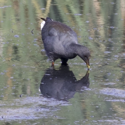 Gallinula tenebrosa (Dusky Moorhen) at Fyshwick, ACT - 21 Feb 2018 by jb2602