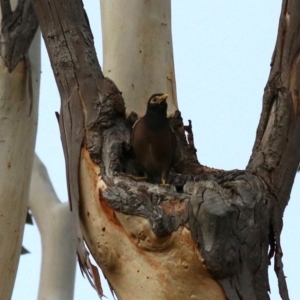 Acridotheres tristis at Ainslie, ACT - 21 Feb 2018