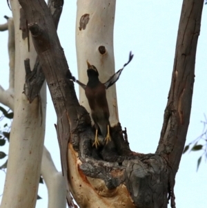 Acridotheres tristis at Ainslie, ACT - 21 Feb 2018