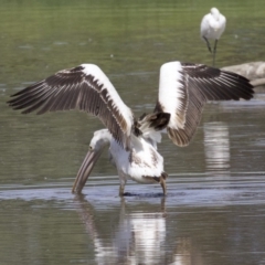 Pelecanus conspicillatus (Australian Pelican) at Fyshwick, ACT - 21 Feb 2018 by jbromilow50