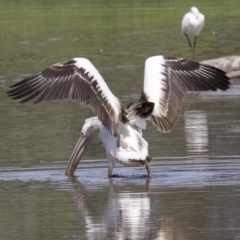 Pelecanus conspicillatus (Australian Pelican) at Fyshwick, ACT - 20 Feb 2018 by jbromilow50