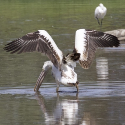 Pelecanus conspicillatus (Australian Pelican) at Fyshwick, ACT - 20 Feb 2018 by jbromilow50