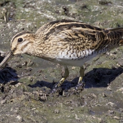 Gallinago hardwickii (Latham's Snipe) at Jerrabomberra Wetlands - 21 Feb 2018 by jb2602