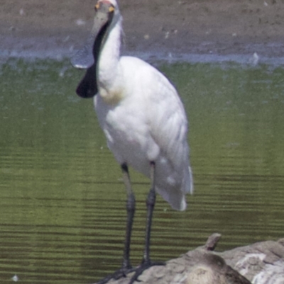 Platalea regia (Royal Spoonbill) at Fyshwick, ACT - 21 Feb 2018 by jb2602