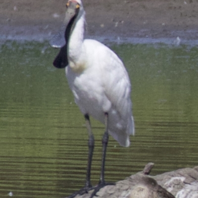 Platalea regia (Royal Spoonbill) at Jerrabomberra Wetlands - 21 Feb 2018 by jb2602