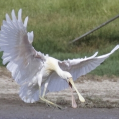 Platalea flavipes (Yellow-billed Spoonbill) at Jerrabomberra Wetlands - 21 Feb 2018 by jb2602