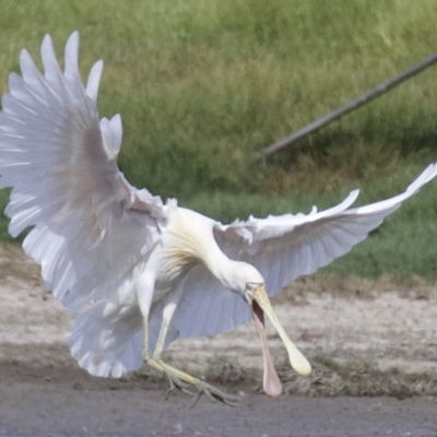Platalea flavipes (Yellow-billed Spoonbill) at Fyshwick, ACT - 21 Feb 2018 by jb2602