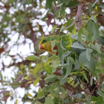 Polytelis swainsonii (Superb Parrot) at Gungahlin, ACT - 21 Feb 2018 by AlisonMilton