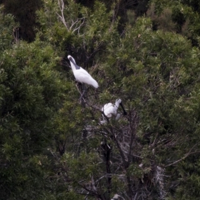 Platalea regia (Royal Spoonbill) at Nicholls, ACT - 21 Feb 2018 by AlisonMilton