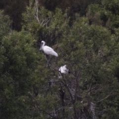 Platalea regia at Nicholls, ACT - 21 Feb 2018