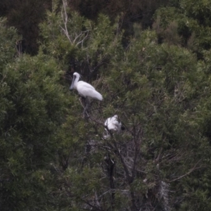 Platalea regia at Nicholls, ACT - 21 Feb 2018