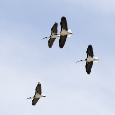 Threskiornis spinicollis (Straw-necked Ibis) at Nicholls, ACT - 21 Feb 2018 by AlisonMilton