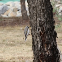 Manorina melanocephala (Noisy Miner) at Gungahlin, ACT - 20 Feb 2018 by Alison Milton