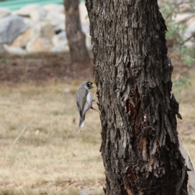 Manorina melanocephala (Noisy Miner) at Gungahlin, ACT - 21 Feb 2018 by AlisonMilton