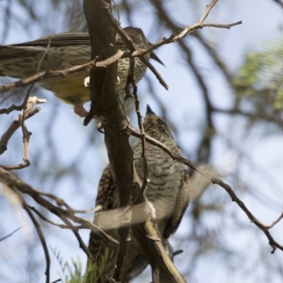 Eudynamys orientalis (Pacific Koel) at Gungahlin, ACT - 21 Feb 2018 by AlisonMilton