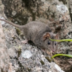 Antechinus agilis (Agile Antechinus) at Namadgi National Park - 21 Feb 2018 by SWishart