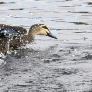 Anas superciliosa at Gungahlin, ACT - 21 Feb 2018