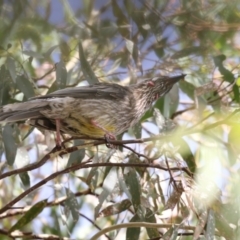 Anthochaera carunculata (Red Wattlebird) at Gungahlin, ACT - 21 Feb 2018 by AlisonMilton