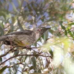 Anthochaera carunculata at Gungahlin, ACT - 21 Feb 2018