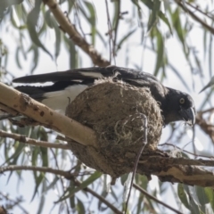 Grallina cyanoleuca (Magpie-lark) at Gungahlin, ACT - 21 Feb 2018 by AlisonMilton