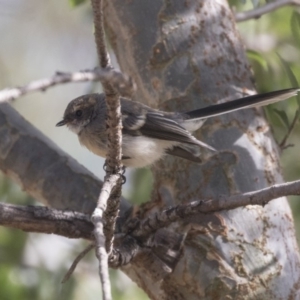 Rhipidura albiscapa at Amaroo, ACT - 21 Feb 2018