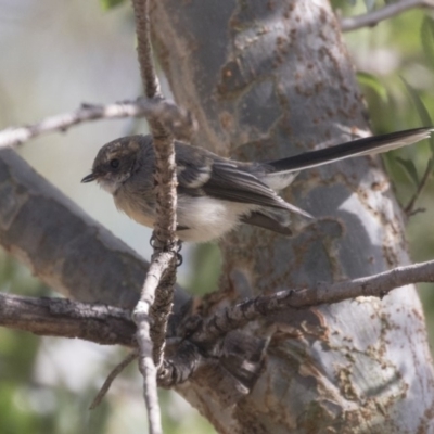 Rhipidura albiscapa (Grey Fantail) at Amaroo, ACT - 20 Feb 2018 by Alison Milton