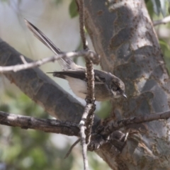 Rhipidura albiscapa at Amaroo, ACT - 21 Feb 2018