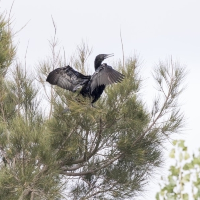 Phalacrocorax sulcirostris (Little Black Cormorant) at Gungahlin, ACT - 21 Feb 2018 by AlisonMilton