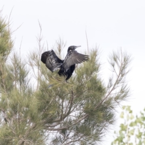 Phalacrocorax sulcirostris at Gungahlin, ACT - 21 Feb 2018 09:01 AM