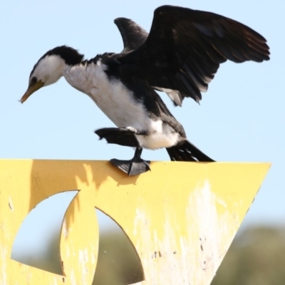 Microcarbo melanoleucos (Little Pied Cormorant) at Ngunnawal, ACT - 21 Feb 2018 by AlisonMilton