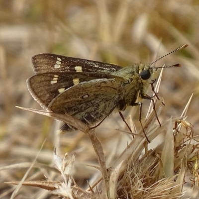 Trapezites luteus (Yellow Ochre, Rare White-spot Skipper) at Red Hill, ACT - 21 Feb 2018 by roymcd