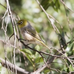 Zosterops lateralis (Silvereye) at Amaroo, ACT - 21 Feb 2018 by AlisonMilton