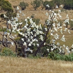 Cacatua galerita (Sulphur-crested Cockatoo) at Paddys River, ACT - 20 Feb 2018 by RodDeb