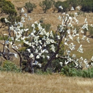 Cacatua galerita at Paddys River, ACT - 20 Feb 2018