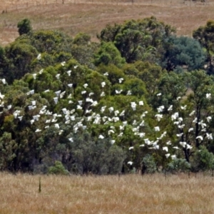 Cacatua galerita at Paddys River, ACT - 20 Feb 2018