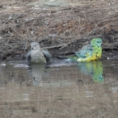 Psephotus haematonotus (Red-rumped Parrot) at Gungahlin, ACT - 21 Feb 2018 by AlisonMilton