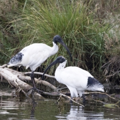 Threskiornis molucca (Australian White Ibis) at Gungahlin, ACT - 21 Feb 2018 by AlisonMilton