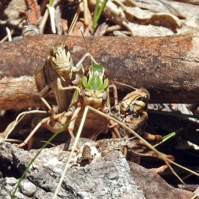 Gastrimargus musicus (Yellow-winged Locust or Grasshopper) at Tidbinbilla Nature Reserve - 20 Feb 2018 by RodDeb