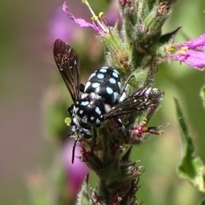 Thyreus caeruleopunctatus at Canberra Central, ACT - 20 Feb 2018