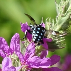 Thyreus caeruleopunctatus at Canberra Central, ACT - 20 Feb 2018