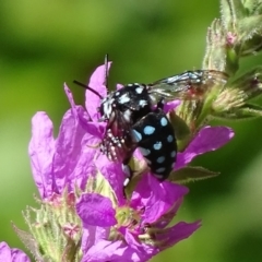 Thyreus caeruleopunctatus at Canberra Central, ACT - 20 Feb 2018